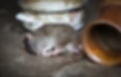 Gampang Banget, Terbongkar yang Jadi Kelemahan Tikus hingga Buat Mereka Tak Bakal Lagi Masuk ke Rumah, Apa Saja?