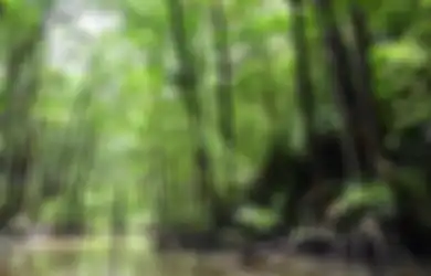 Jawaban Apa Saranmu Agar Hutan Bakau Tetap Lestari Kelas 4 SD Tema 4