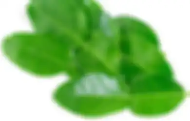 Duh, Nyesel Baru Tahu Sekarang! Ternyata Begini Cara Simpan Daun Jeruk agar Bisa Awet dan Tahan Lama Tanpa Mengering