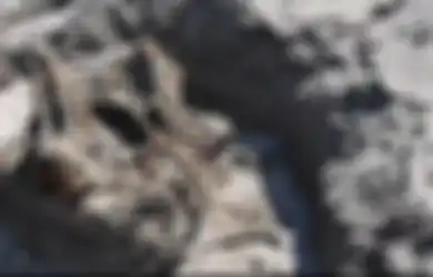 Geger Penemuan Tulang Belulang Manusia di Pantai Parangkusumo Bantul, Tim SAR Lakukan Penelusuran Bongkar Fakta Mencengangkan Soal Kerangka Manusia Ini