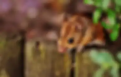 Tak Perlu Rogoh Kocek Buat Usir Tikus di Rumah, Bahan Sejuta Umat Ini Bisa Bikin Tikus Mabok dan Ogah Balik Lagi