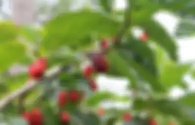 Belum Banyak yang Tahu, Daun Murbei Ternyata Bisa Bikin Panjang Umur, Khasiatnya Tak Kalah Saing dari Si Buah Hitam
