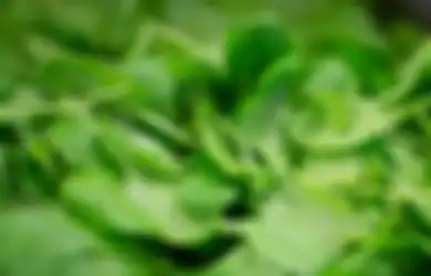 Hobi Makan Sayur Bayam? Orang dengan Kondisi Ini Dilarang Keras Konsumsi Jika Tak Ingin Rugi Besar, Waspada Kamu Salah Satunya