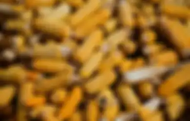 Aneka Tips Harian, Jagung Manis Nggak Bakal Keriput Jika Disimpan dengan Cara Ini, Bikin Kualitasnya Terjaga