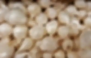Masih Sering Dilakukan, Jangan Lagi Simpan Bawang Putih dengan Cara ini di Rumah, Bisa Menbahayakan Nyawa Satu Keluarga