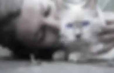 Murka Kucing Kesayangannya Dibunuh, Seorang Wanita Rajang Tubuh Teman Kosnya Bak Daging Kiloan yang Dijual di Pasar