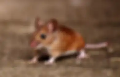 Nyesel Baru Tahu, Siapa Sangka Hanya Modal Salah Satu dari 5 Bahan Rumahan ini Ampuh Usir Tikus dari Rumah, Nggak Perlu Sampai Dibunuh
