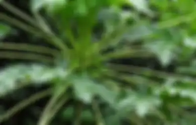 Pasti Nyesel Kalau Baru Tahu Sekarang, Turunkan Tekanan Darah Tinggi Ternyata Semudah Ini, Cuma Modal Daun Pepaya