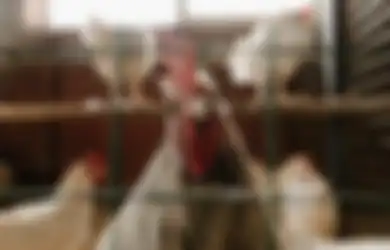 Kaya Mendadak, Wanita Ini Tak Sengaja Temukan Harta Karun Bernilai Rp 4 Miliar di Dalam Perut Ayam yang Disembelihnya, Tengok Penampakannya yang Bikin Melongo