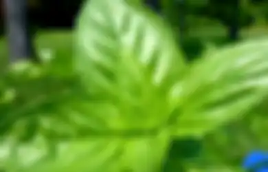 Nyesel Baru Tahu Sekarang, Cuma Bermodal Taruh Daun Kemangi di Samping Kasur, Lihat Perubahan Menakjubkan Pada Wajah dan Tanganmu