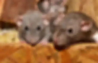 Ya Ampun Selama Ini Kemana Saja, Ternyata Begini Cara Mudah Usir Tikus dari Rumah, Cuma Modal Minyak Goreng Saja loh