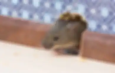 Ternyata Tikus Dapat Diusir dengan Mudah Hanya dengan Memiliki Tanaman Ini di Rumah!