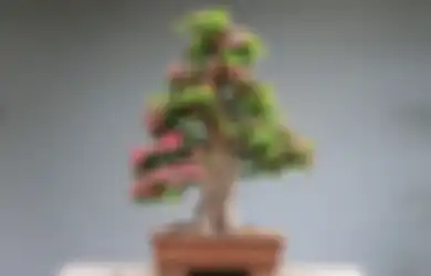  Bonsai Miliknya Dibanderol Harga Rp 3 Miliar, Seorang Pria di Palembang Malah Enggan Jual Tanamannya, Alasannya Bikin Syok! 