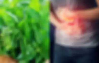 Cukup dengan Daun Kemangi, Penderita Penyakit Asam Lambung Bisa Obati Penyakitnya Tanpa Obat Apotek, Begini Cara Membuatnya