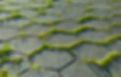 Aneka Tips Hari Ini, Bisa Bahayakan Penghuni Rumah karena Licin, Simak Cara Ampuh Basmi Lumut dari Paving Block