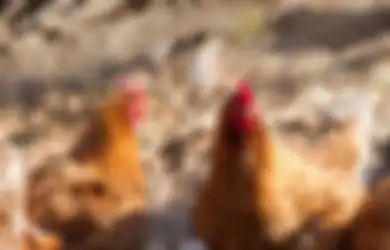 Ungkap Fakta Mencengangkan, Peneliti Sebut Sayap Ternyata Ayam Tak Punya Kemampuan untuk Terbang, Begini Penjelasannya