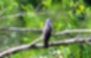 Kicauan Burung Kedasih Pertanda Sial? Begini Firasat dari Binatang, Menurut Primbon Jawa