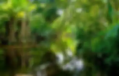 Jawaban Pikiran Utama dan Informasi Penting Bacaan Ekosistem