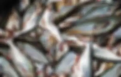 Mumpung Belum Terlambat, Mulai Sekarang Coba Rutin Makan Ikan Patin, Khasiatnya Bisa Bikin Penyakit Ini Gak Berani Mampir ke Tubuh