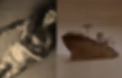 Kisah Misteri Kematian Misterius Kapal SS Ourang Medan yang Berlayar ke Selat Malaka, Kapten Hingga Seluruh Krunya Tewas dengan Mata Terbelalak, Apa yang Terjadi?