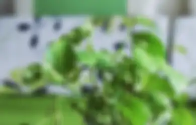Bukannya Sehat Malah Nyawa yang Melayang, Mulai Sekarang Jangan Lagi Berlebihan Konsumsi Daun Sirih, Efeknya Ngeri Banget