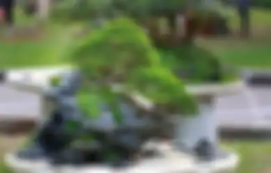 Meski Belum Pernah Menang Kompetisi, Bonsai Jumbo di Sragen Ini Hanya Bisa Dibayar dengan 1 Unit Jeep Rubicon, Pemilik: Bawanya Susah