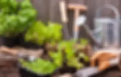 Mulsa Penting dalam Merawat Kebun Sayur untuk Hasil Terbaik, Pemula Wajib Tahu dan Cek Ini!