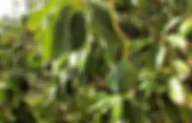 Manfaat Air Rebusan Daun Alpukat Ternyata Bisa Mengatasi Batu Ginjal