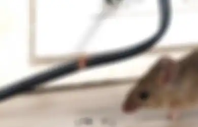 Stop Basmi Tikus dengan Bahan Kima yang Membahayakan, Pakai Saja Plaster!