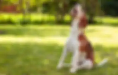 Anjing Menyalak Tanpa Sebab di Sore Hari, Apakah Pertanda Baik atau Buruk? Begini Menurut Primbon Jawa Firasat dari Anjing Peliharaan Berdasarkan Waktu Kejadian