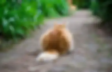 Tak Perlu sampai Menyiksa, Jika Takut Kucing Ini Cara Mengusir Hewan Ini dari Lingkungan Rumah