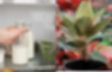 Manfaat Ajaib Susu untuk Tanaman, Bisa Cegah Busuk Bunga dan Usir Hama