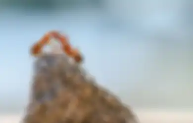 Satu Indonesia Nyesel Baru Tahu, Ternyata Cara Cepat Usir Semut yang Bersarang di Rumah Hanya Bermodal Satu Bahan Dapur Ini Saja, Dijamin Langsung Hilang Permanen!