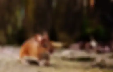 Modalnya Cuma Bahan Pembuat Kue, Tikus yang Bersliweran di Dalam Rumah Dijamin Musnah, Caranya Gak Ribet dan Murah Meriah