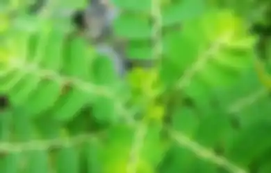 Bukan Skincare, Pori-pori Besar Teratasi Hanya dengan Ramuan Daun Kelor, Hasilnya Bikin Melongo