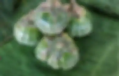 Khasiatnya Tidak Main-main, Coba Konsumsi Terong Bulat Hijau, Satu Keluarga Jadi Jarang ke Rumah Sakit, Coba Mulai Malam Ini!