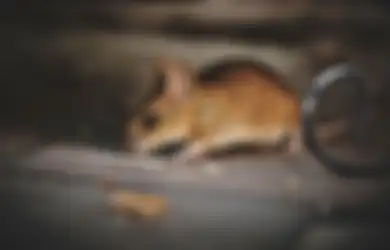 Enggak Perlu Pakai Racun dan Perangkap, Ternyata Begini Cara Ampuh Usir Tikus dari Rumah, Dijamin Langsung Kabur