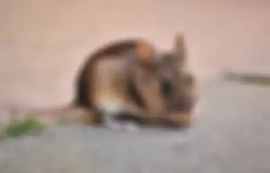 Ya Ampun Usir Tikus dari Rumah Ternyata Semudah Ini, Tanpa Perangkap dan Racun Modalnya Cuma Bumbu Dapur Ini