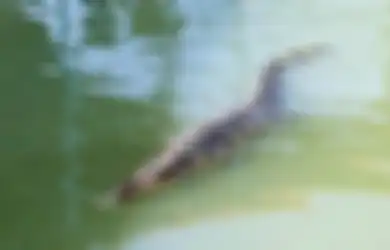 Padahal Sudah Diperingatkan, Pria Ini Malah Nekat Berenang di Danau yang Penuh Buaya, Namun Endingnya Mengejutkan Inilah yang Terjadi Pada Pria Tersebut