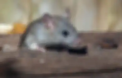 Tidur Terganggu karena Suara Berisiknya? Ini Cara Mengusir Tikus dari Plafon Rumah, Jangan Tunggu Nanti!