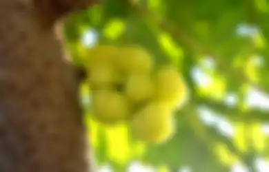Bikin Glowing, Buah Cermai Berikan Segudang Manfaat Ini Buat Kulit!