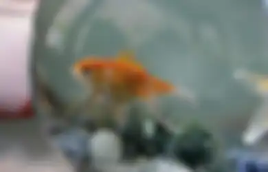 Undang Keberuntungan dengan Memiliki Akuarium Ikan sesuai Feng Shui