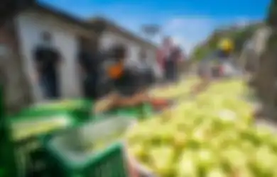 TaniHub Berusia 5 Tahun, Kunjungi Petani Apel Hingga Berikan Modal Rp 5 Miliar