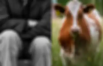 Seret Seekor Sapi ke Semak-semak, Kakek 68 Tahun Ini Nekat Berhubungan Seks dengan Hewan, Alasan di Balik Aksinya Sungguh Mencengangkan