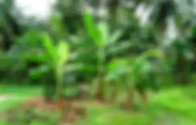 Tiru Aksi Viral Salam dari Binjai, Puluhan Pohon Pisang di Lamongan Rusak Dipukuli Peniru