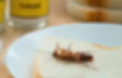Tak Perlu Lagi Beli Obat Semprot Serangga, Cukup Gunakan Bahan-bahan yang Ada di Rumah Ini Dijamin Kecoa Bakal Kabur, Begini Caranya
