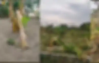 Puluhan Pohon Pisang Siap Panen Rusak Gara-Gara Salam Binjai, Tragis!