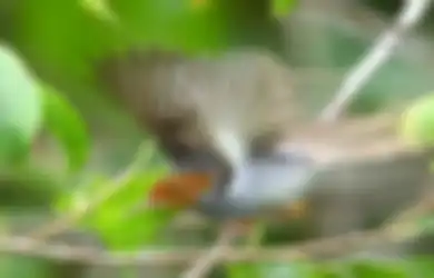Firasat Kicau Burung Prenjak di Sekitar Tempat Tinggal Berdasarkan Arah Datangnya, Menurut Primbon Jawa, Apakah Pertanda Baik atau Buruk?