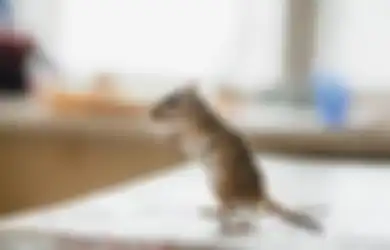 Buat Apa Capek-capek Pasang Perangkap, Ternyata Tikus di Rumah Bisa Langsung Kabur Cuman dengan Modal 4 Baham Dapur Ini, Dijamin Gak Bakal Balik Lagi