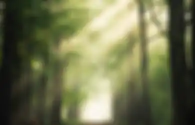 Tes Kepribadian: Coba deh Pilih Satu Pohon yang Paling Menarik, Jawabanmu akan Tunjukkan Pekerjaan yang Cocok Buatmu